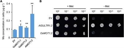 The Vacuolar Molybdate Transporter OsMOT1;2 Controls Molybdenum Remobilization in Rice